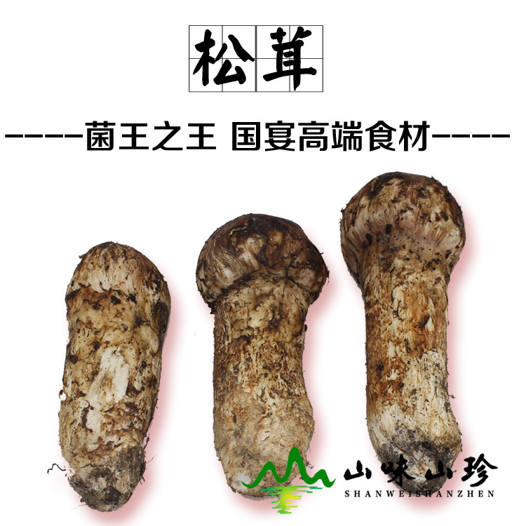 新鲜松茸