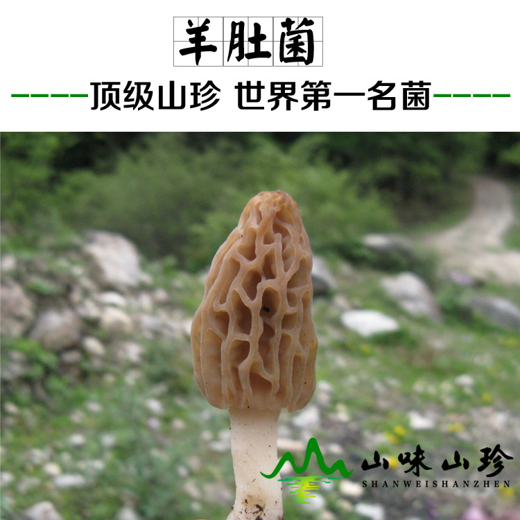 羊肚菌百科