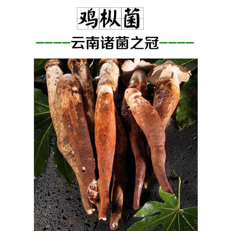 鸡枞菌百科