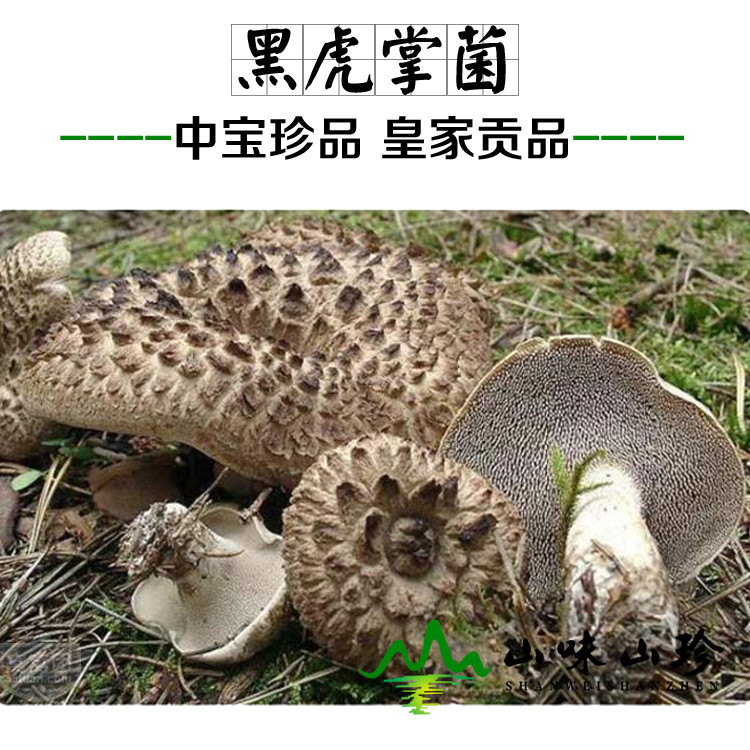 黑虎掌菌的功效作用