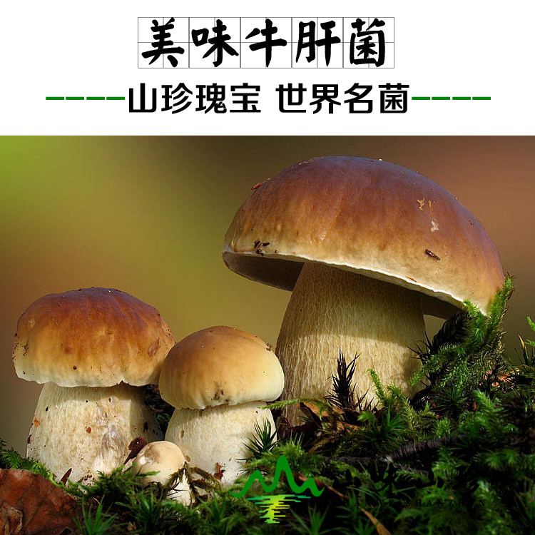 美味牛肝菌的功效作用