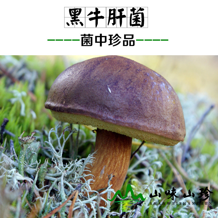 黑牛肝菌的功效作用