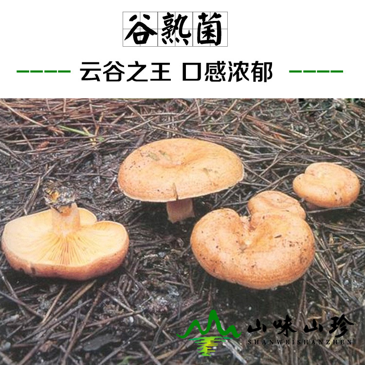 冰冻谷熟菌