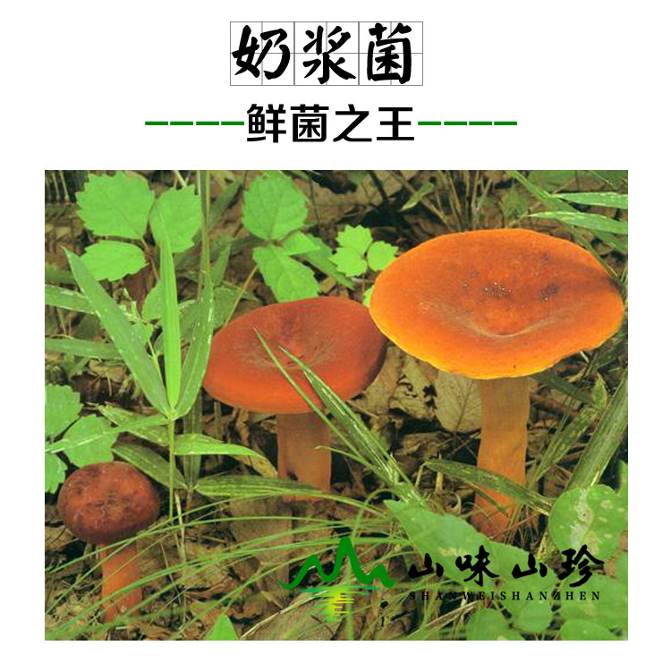 新鲜奶浆菌