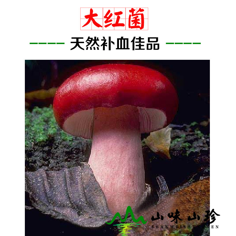 大红菌的功效作用