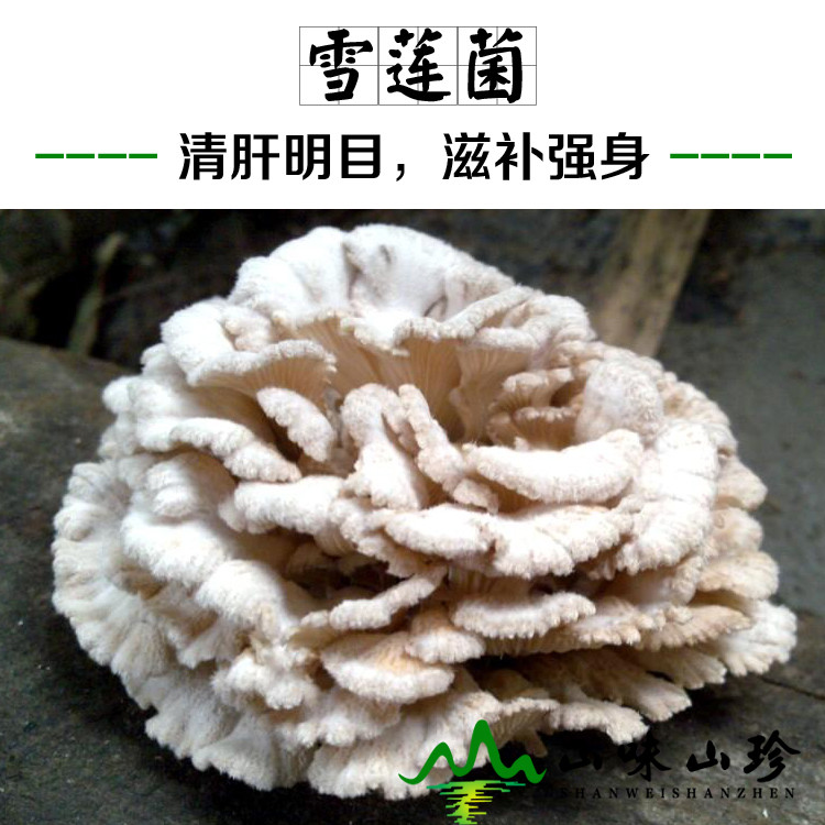 白参菌百科