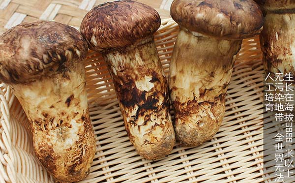 野生松茸真假的鉴别方法