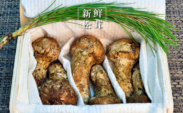 松茸是什么东西