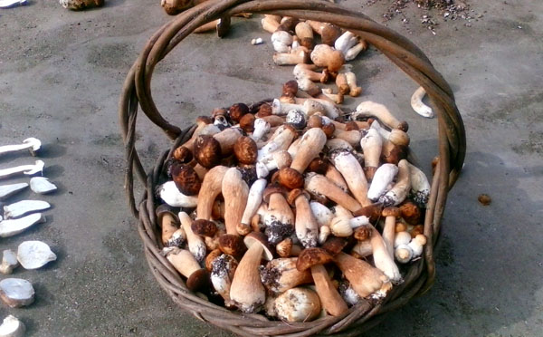 黄牛肝菌的生长环境