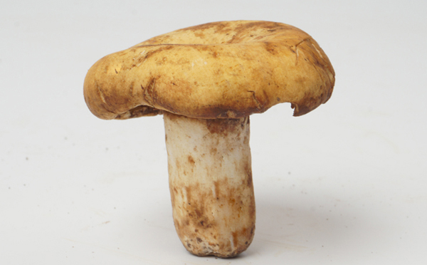 野生奶浆菌的作用与功效