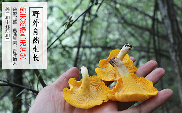 鸡油菌的营养价值及功效与作用
