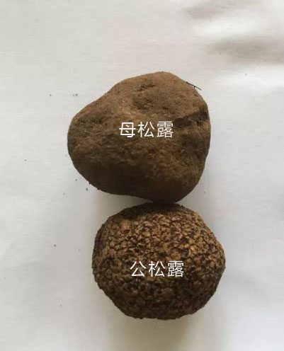 黑松露怎么分辨公母