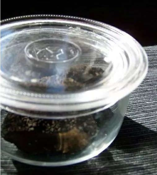 新鲜黑松露怎么保存以及清洗方法