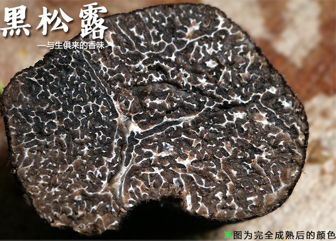 块菌和松露的区别有哪些