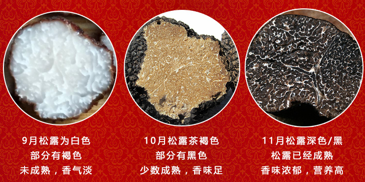 如何正确挑选黑松露