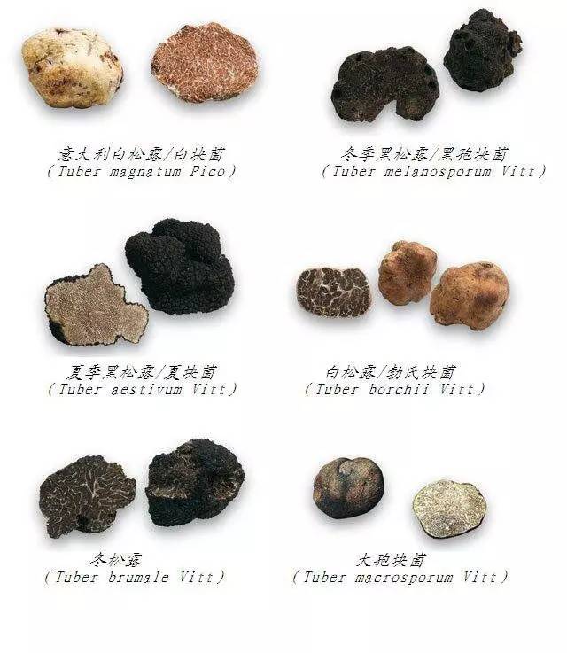 黑松露为什么那么贵