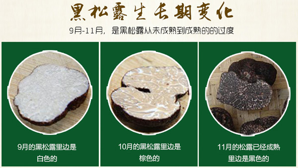 黑松露的生长周期是多久