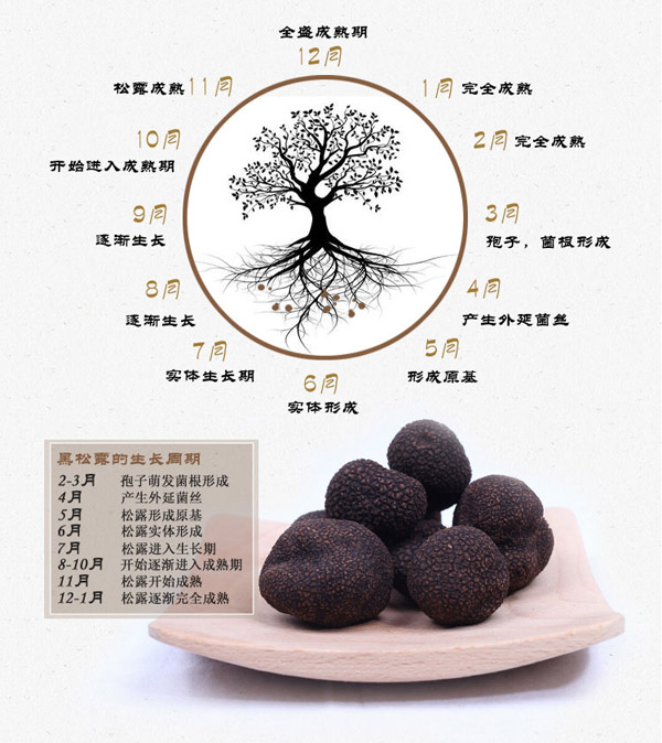 黑松露的生长周期图