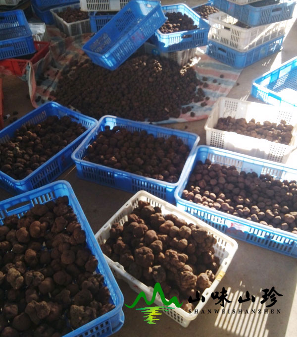 新鲜黑松露怎么做成干片保存