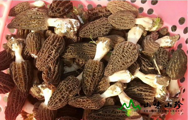 黑脉羊肚菌是什么东西
