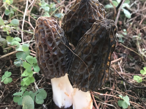 羊肚菌的种植技术