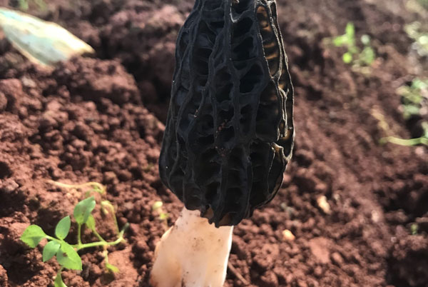 野生羊肚菌的生长环境