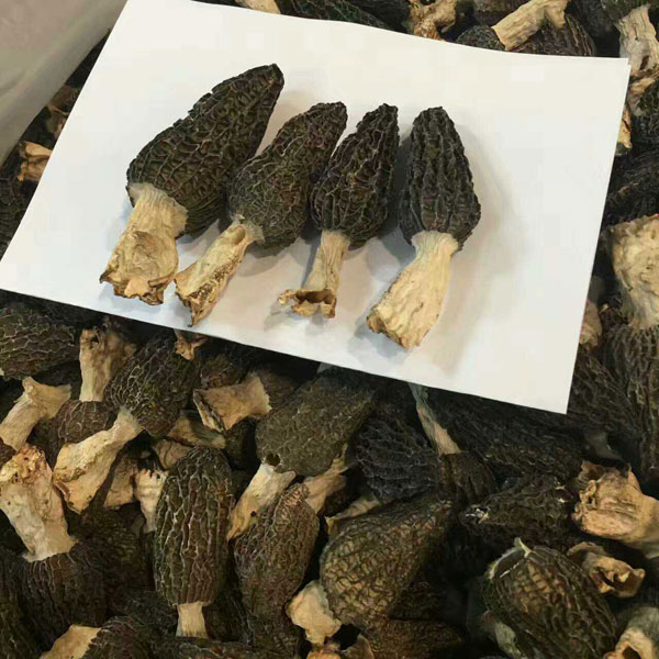 羊肚菌的真实营养价值有哪些