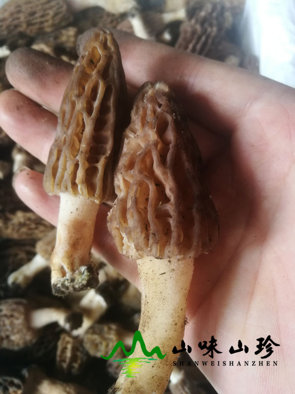 新鲜羊肚菌和干羊肚菌应该怎么清洗才好