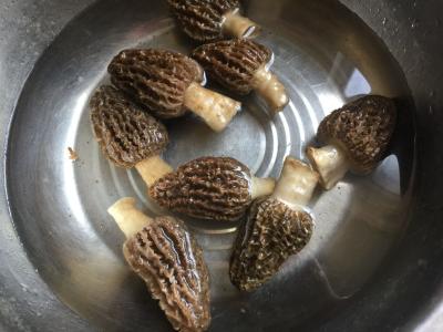 新鲜羊肚菌应该怎么清洗才好