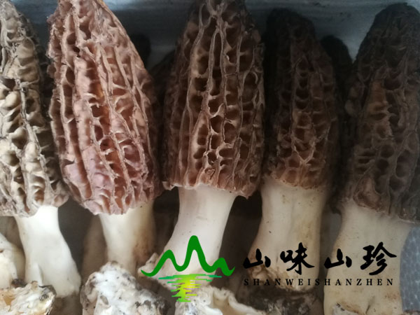 羊肚菌的保存方法