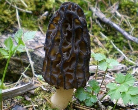 尖顶羊肚菌