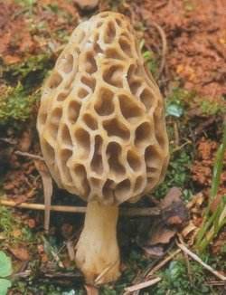 粗柄羊肚菌