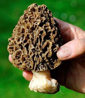 小羊肚菌