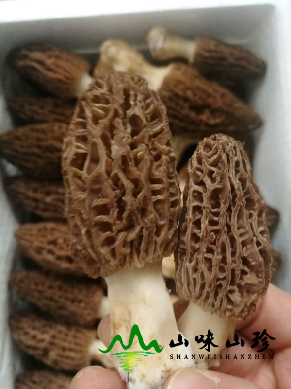 羊肚菌是什么东西与种类有哪些