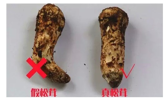 马尾松茸和松茸的对比
