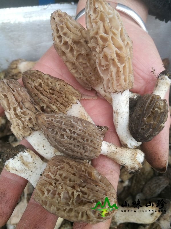 哪里产的野生羊肚菌最好?羊肚菌的最大产地是哪儿