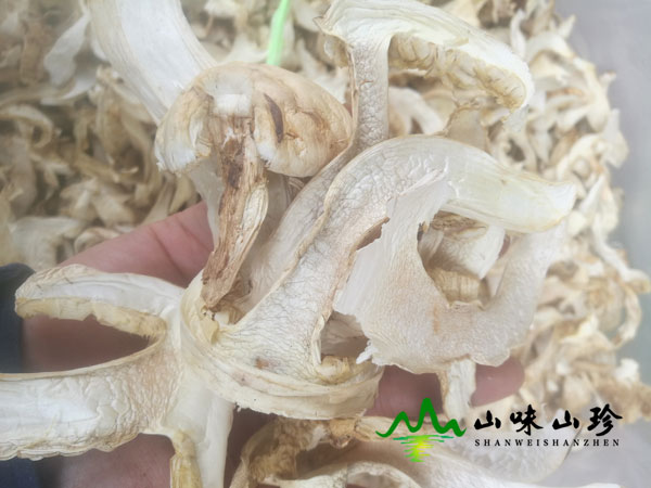 干松茸怎么泡发