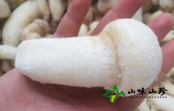 干松茸适合炒着吃吗