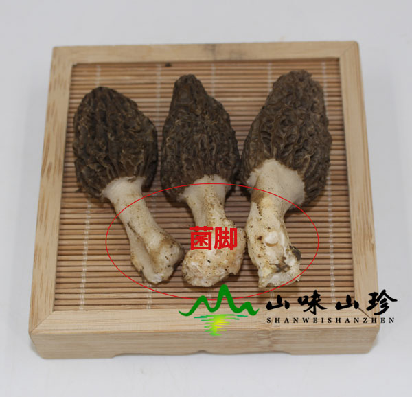 羊肚菌的菌脚可以吃吗