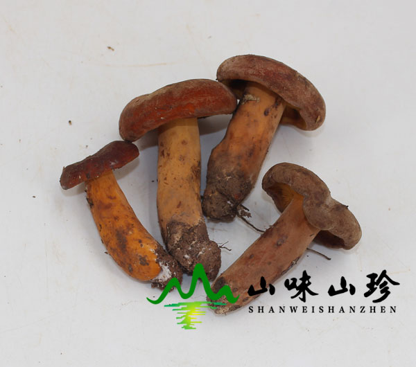新鲜奶浆菌图一