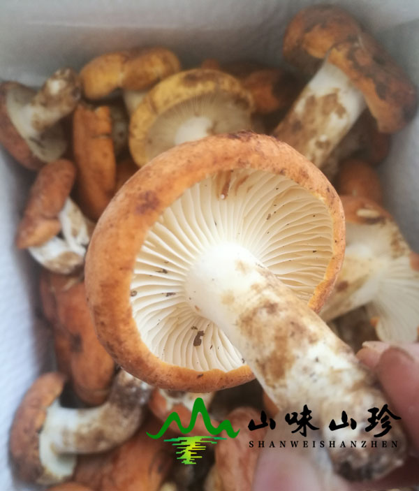 新鲜奶浆菌图四