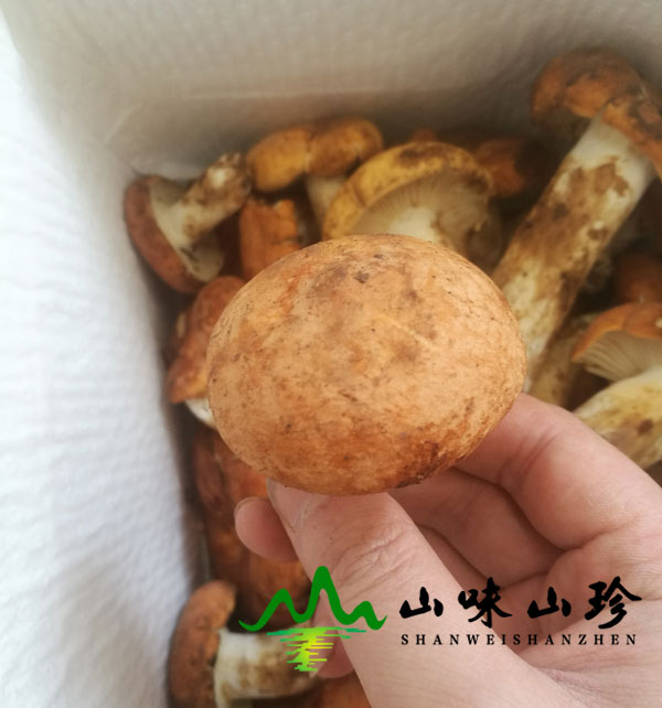 新鲜奶浆菌图五