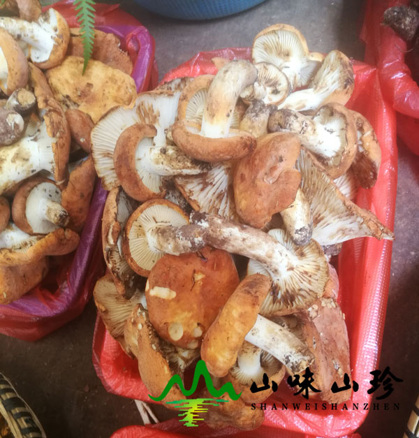 新鲜奶浆菌图六