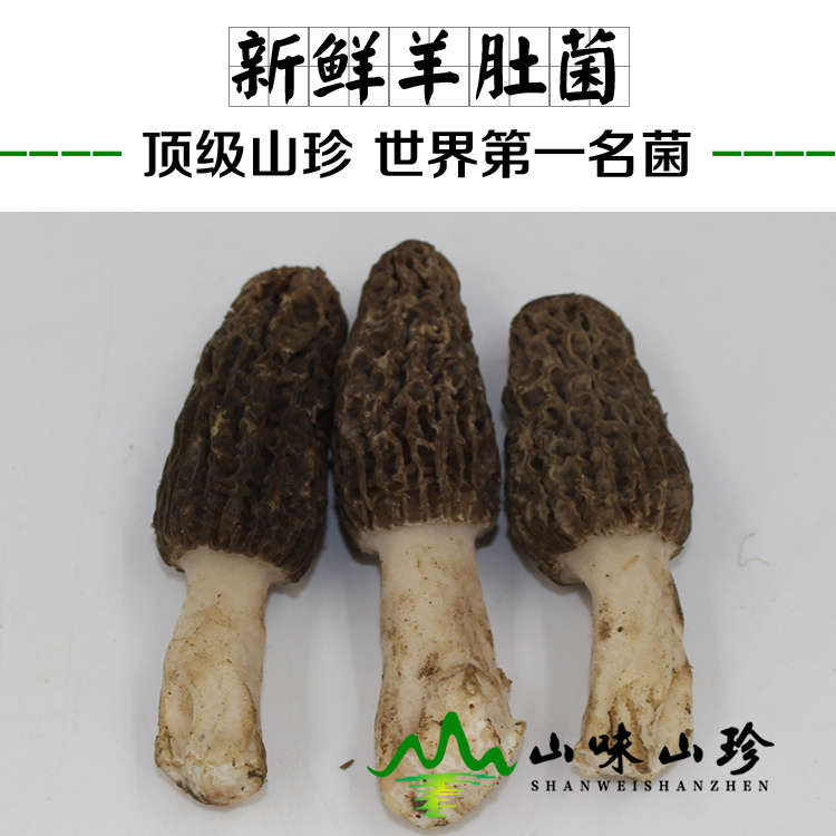 新鲜羊肚菌
