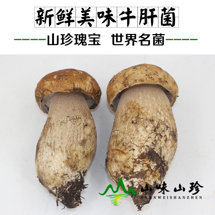新鲜美味牛肝菌