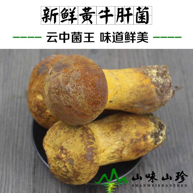 新鲜黄牛肝菌