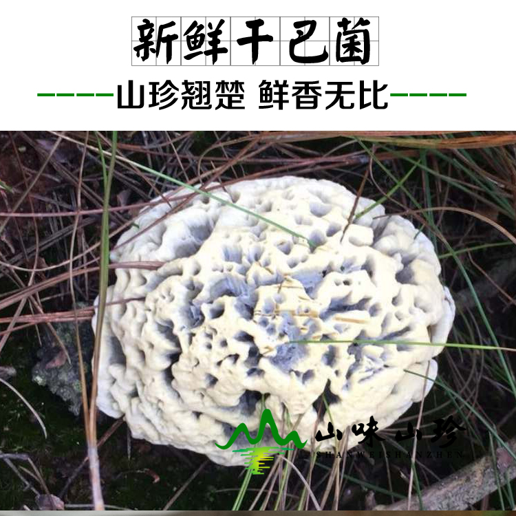 新鲜干巴菌