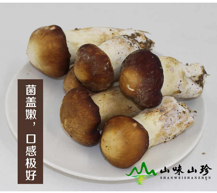 新鲜姬松茸实拍图