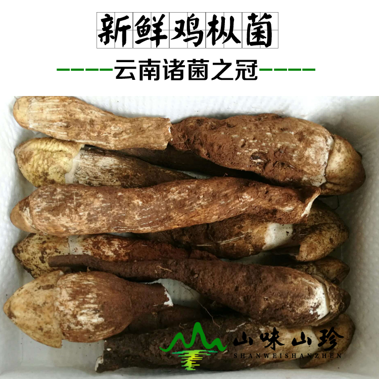 新鲜鸡枞菌