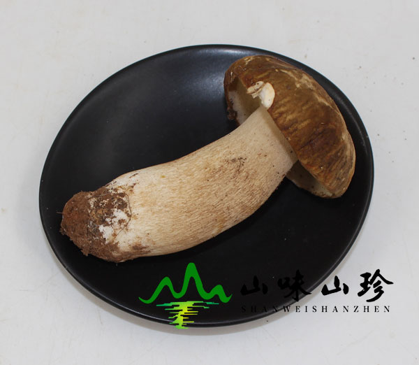 美味牛肝菌的功效与作用